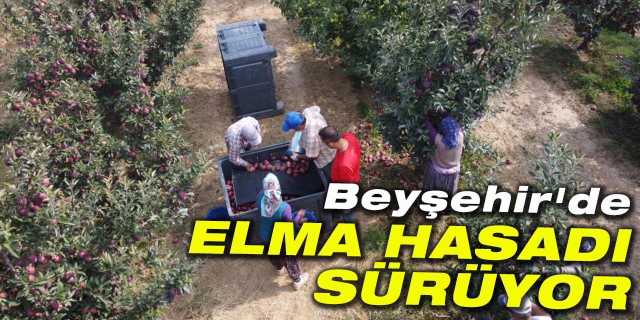 Beyşehir'de elma hasadı sürüyor