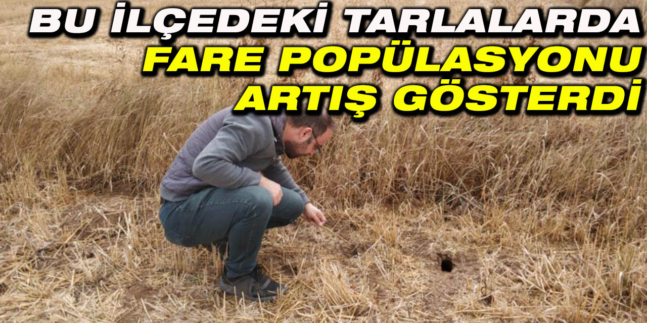 Beyşehir’de tarlalarda fare popülasyonu artış gösterdi