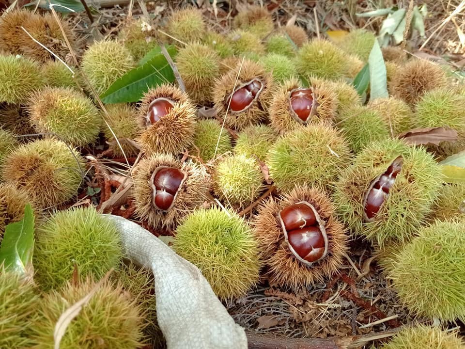 Kestane hasadı başladı!
