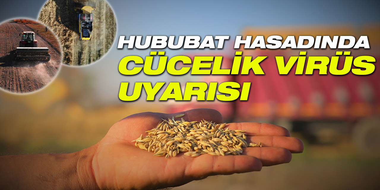 Hububat hasadında cücelik virüsü ile karşılaşmamak için çiftçilere ekim uyarısı