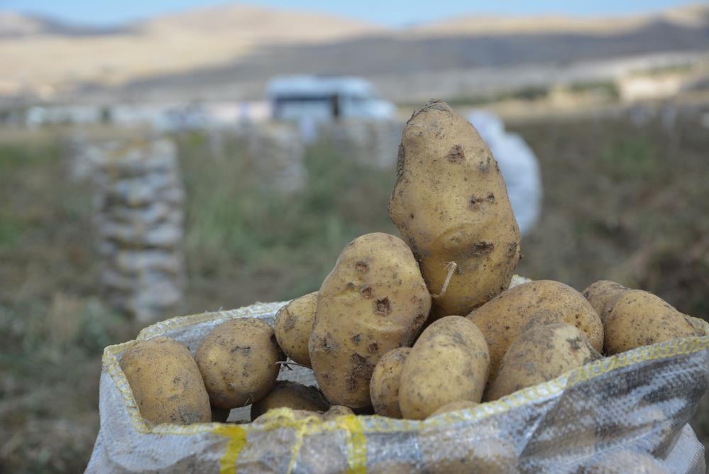 Patates hasadında sona gelindi