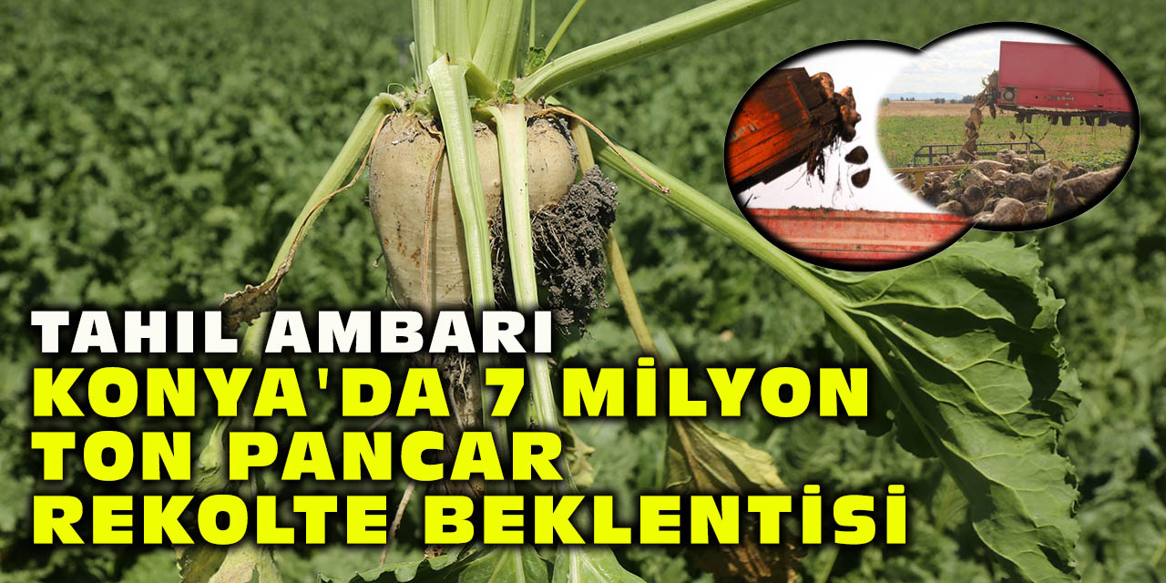 Tahıl ambarı Konya'da 7 milyon ton pancar rekolte beklentisi