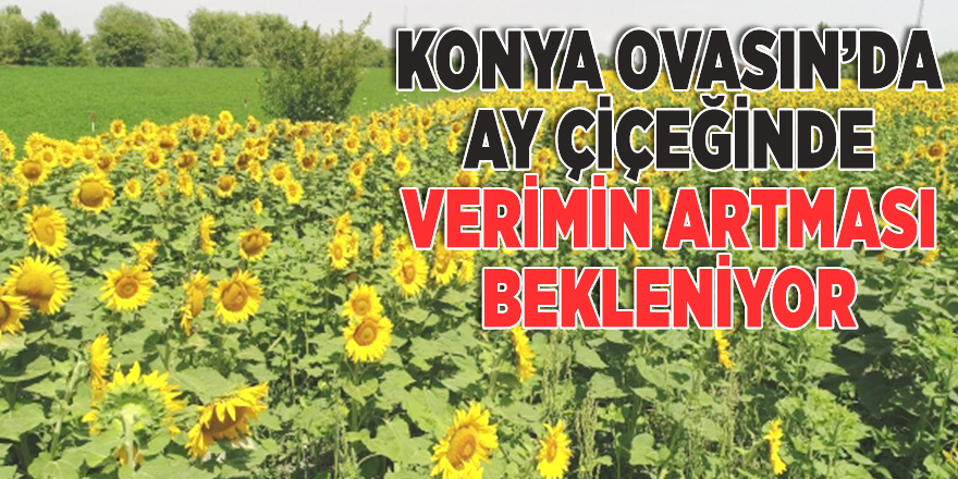 Ekim alanı azalan ayçiçeğinde bu yıl yüksek verim bekleniyor