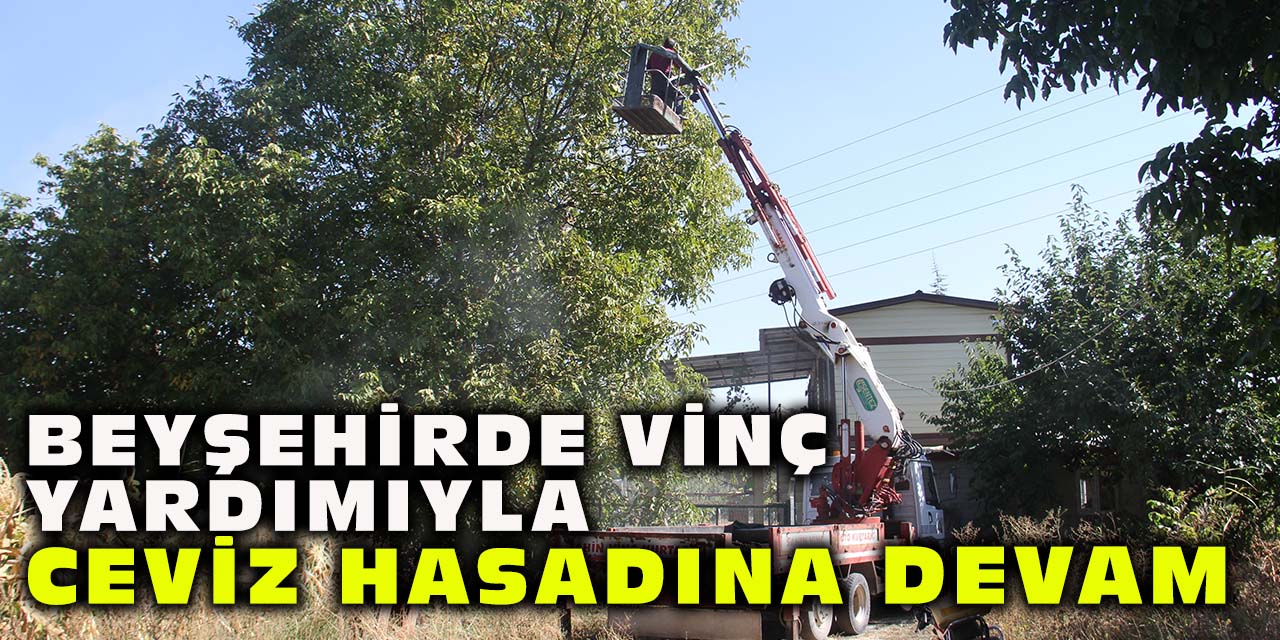 Beyşehirde Vinç Yardımıyla Ceviz Hasadına Devam