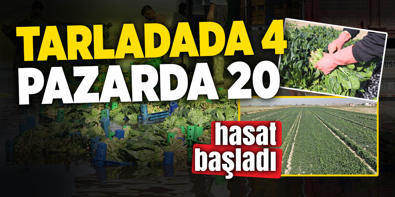 Pazarda 20 liraya satılan ıspanak tarladan 4 liraya çıkıyor