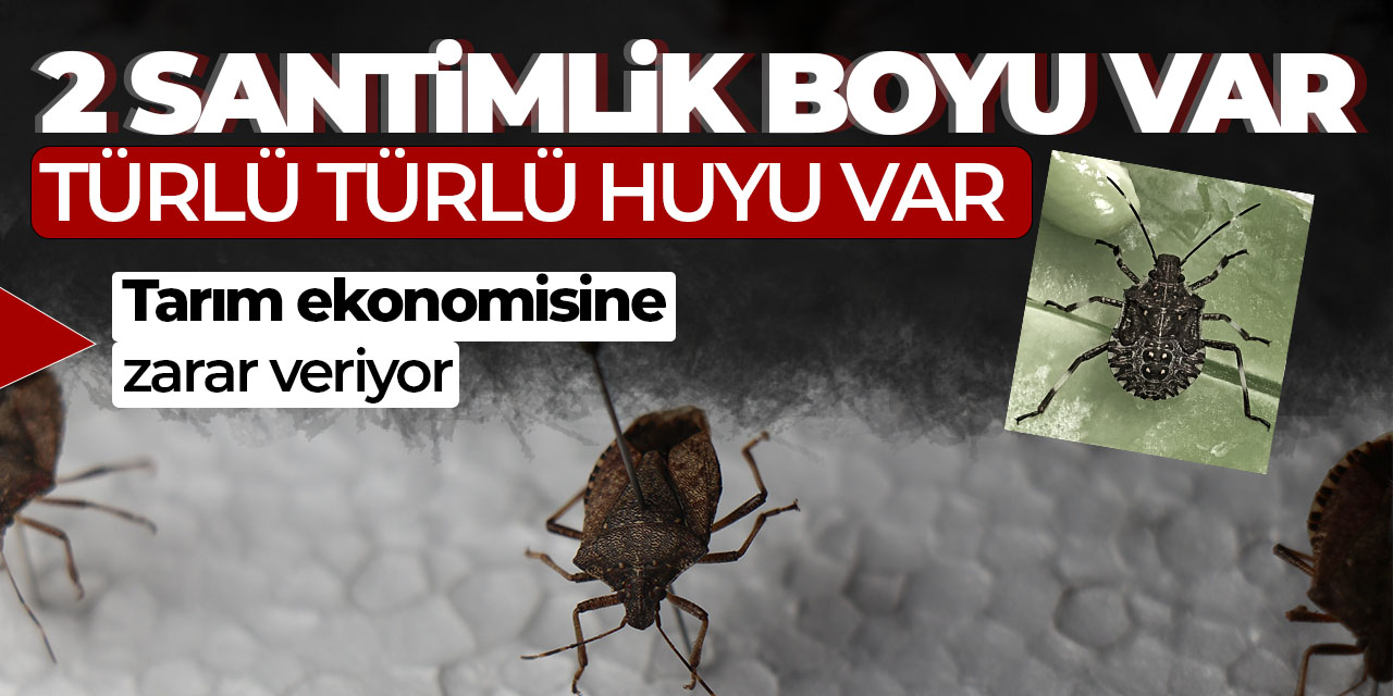 2 santimlik boyu var, türlü türlü huyu var!