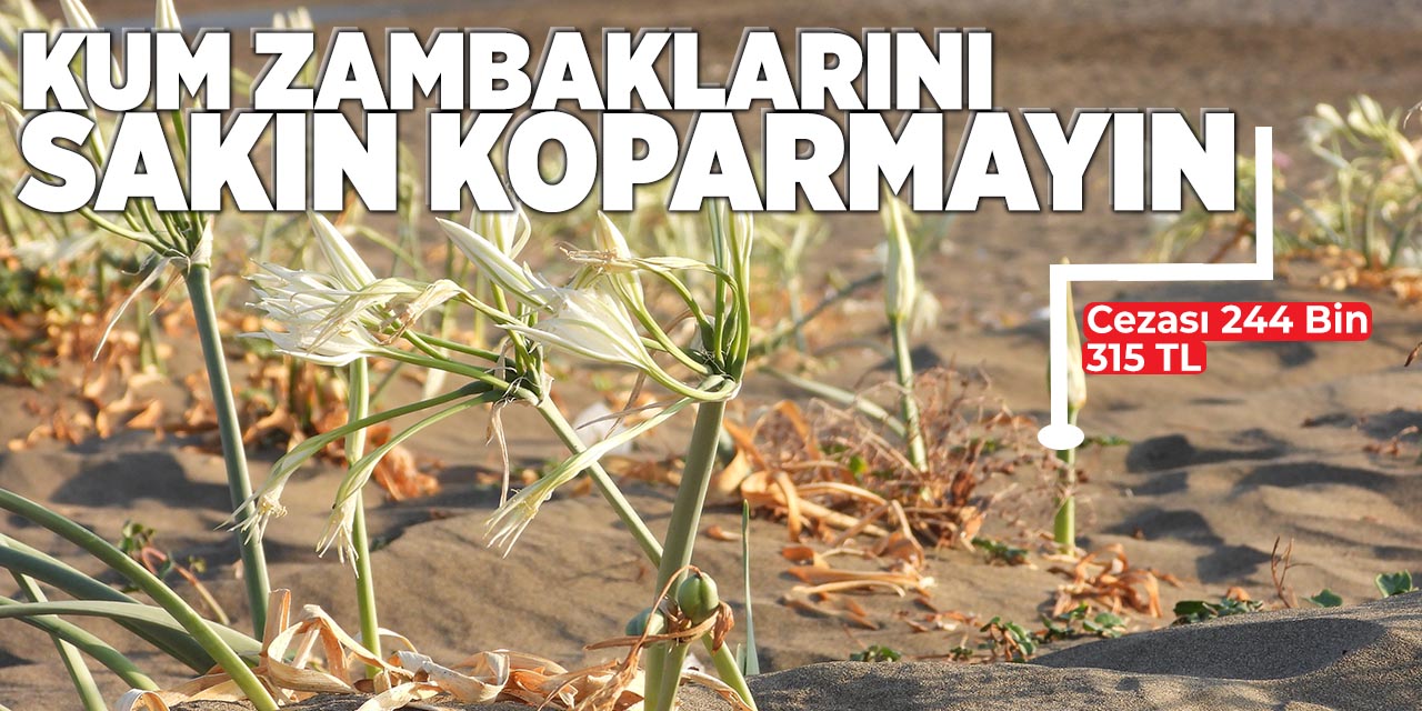 Kum Zambaklarını Koparmanın Cezası 244 Bin 315 TL