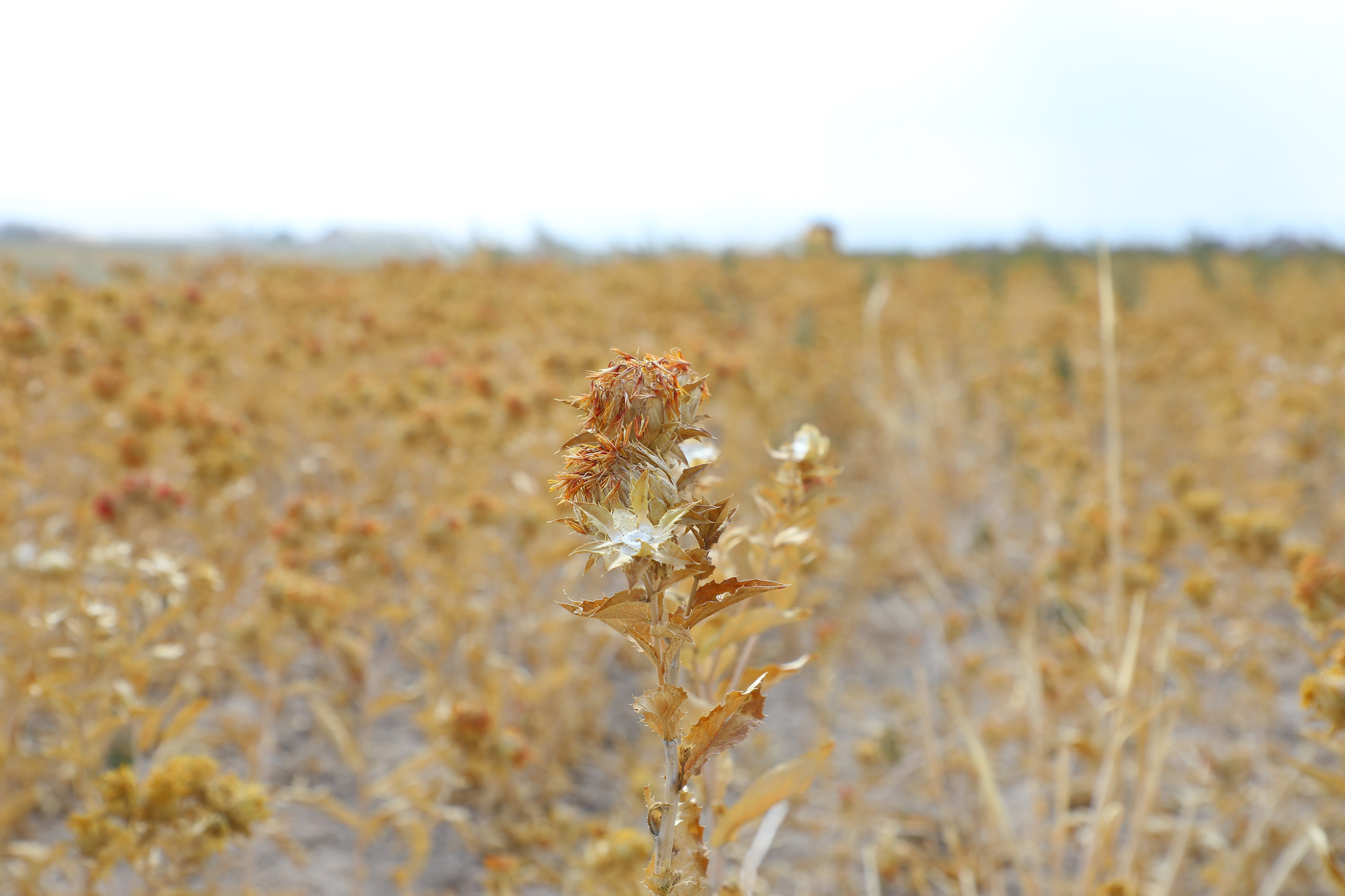 Başkan Altay: "Aspir Hasadını Yaptık. Yaygınlaşması için Çalışıyoruz"