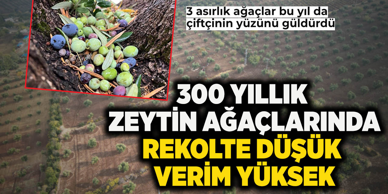 300 Yıllık Zeytin Ağaçlarında Rekolte Düşük Verim Yüksek