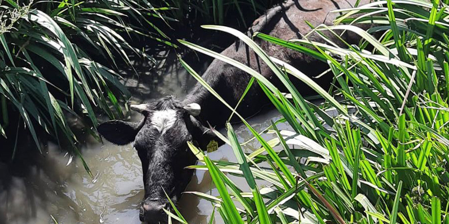 Kulu'da dereye düşen inek kurtarıldı