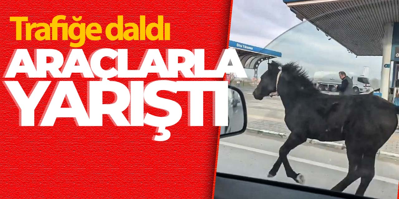 Bir tay trafiğe karıştı! Araçlarla yarıştı