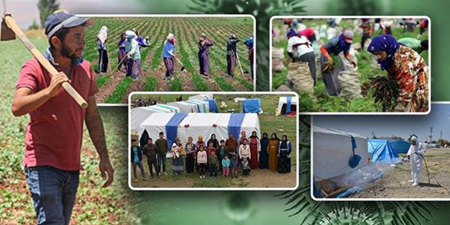 Mevsimlik tarım işçileri "Ekmek Parası İçin" Türkiye'yi dolaşıyor