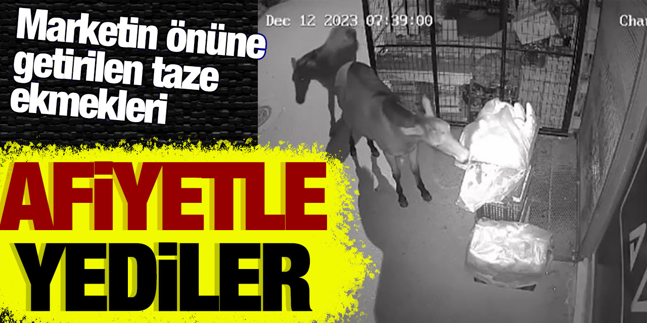 Marketin önüne bırakılan taze ekmekleri afiyetle yediler!