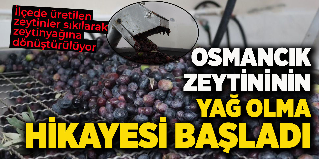 Osmancık zeytininin yağ olma hikayesi başladı