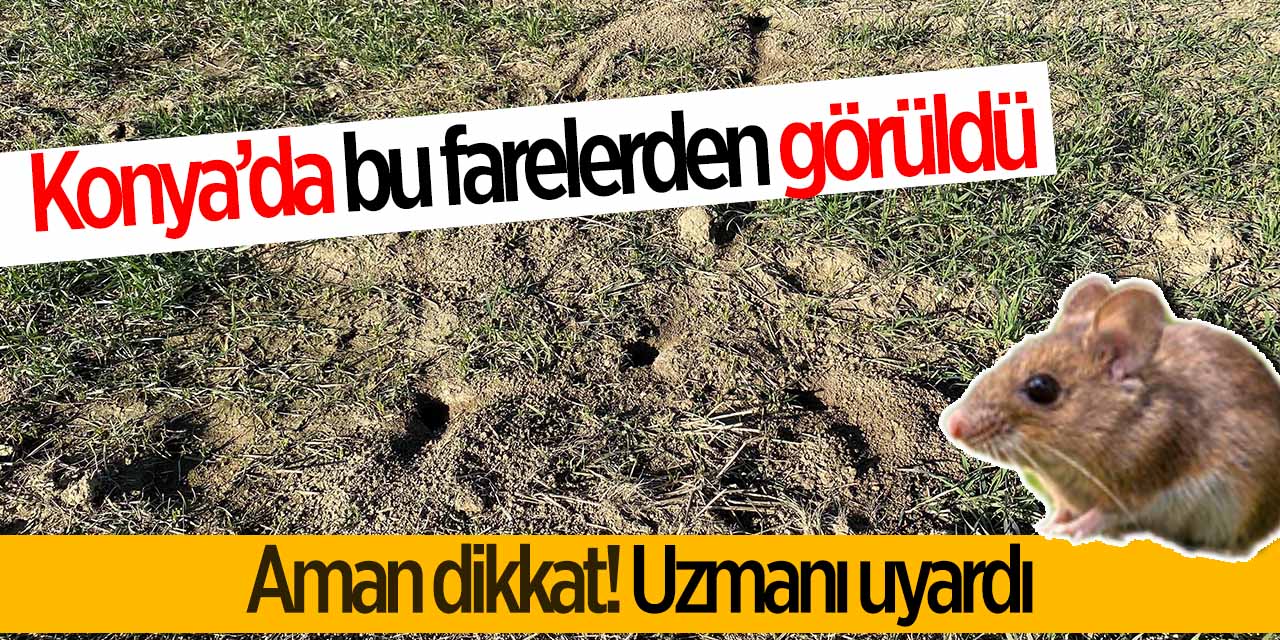 Konya'da bu farelerden görüldü aman dikkat! Uzmanı uyardı