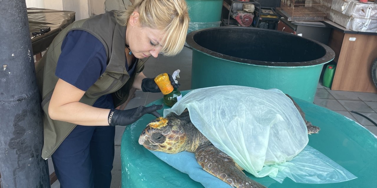 Gökçeada'da yaralı bulunan caretta caretta tedaviye alındı