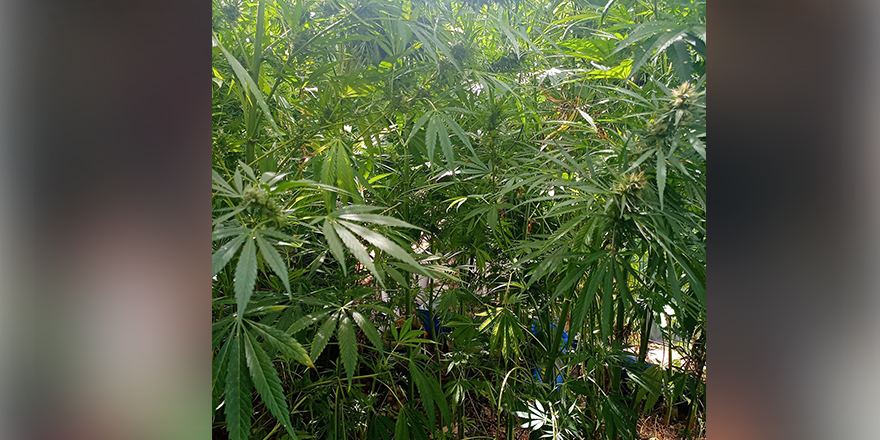 Konya'da bahçesinde kenevir yetiştiren zanlı tutuklandı