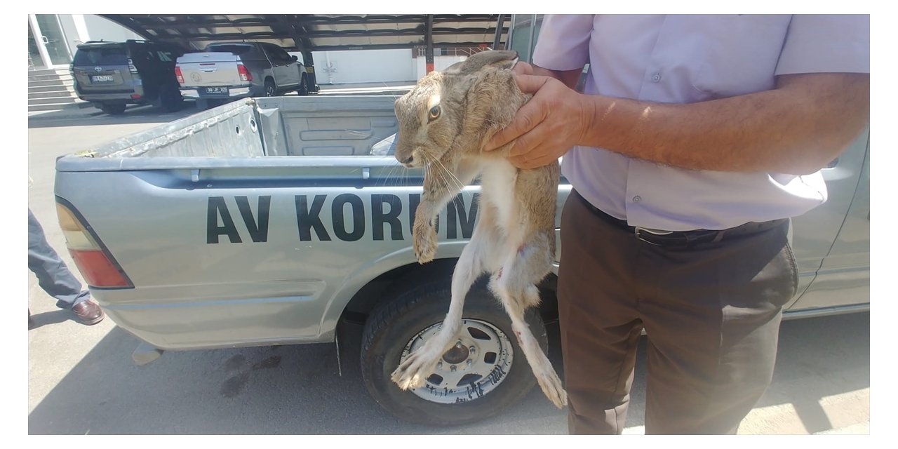 Kayseri'de yaralı bulunan yaban tavşanı tedaviye alındı