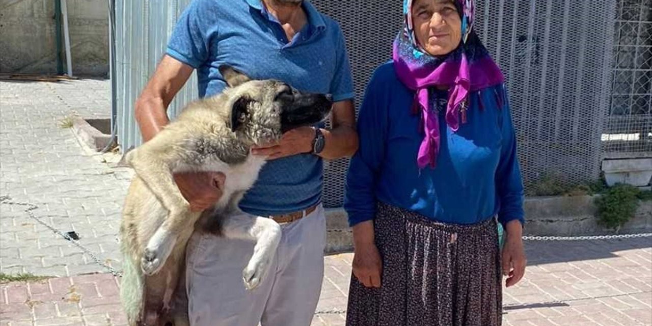 Kırşehir'de yaralı bulunan köpek tedavisinin ardından sahiplendirildi