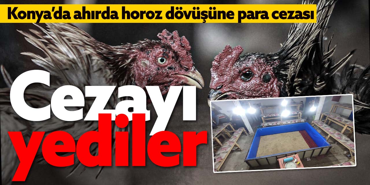 Konya'da horoz dövüştürenlere ceza!