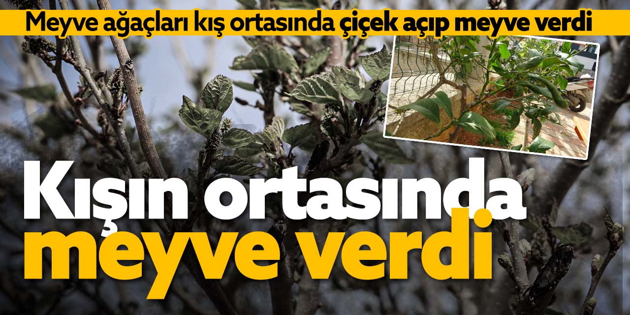 Meyve ağaçları kışın ortasında çiçek açtı, meyve verdi