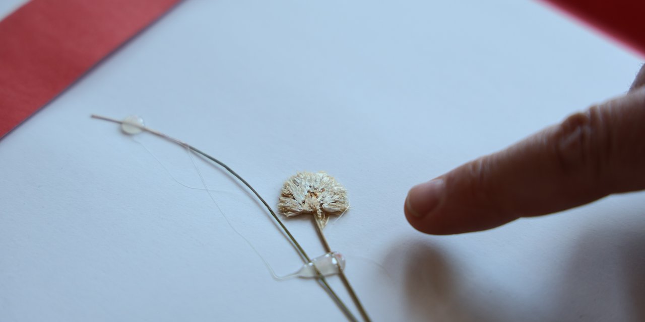 Konya ve çevresinde 15 yeni tür bitki bilim dünyasına kazandırıldı