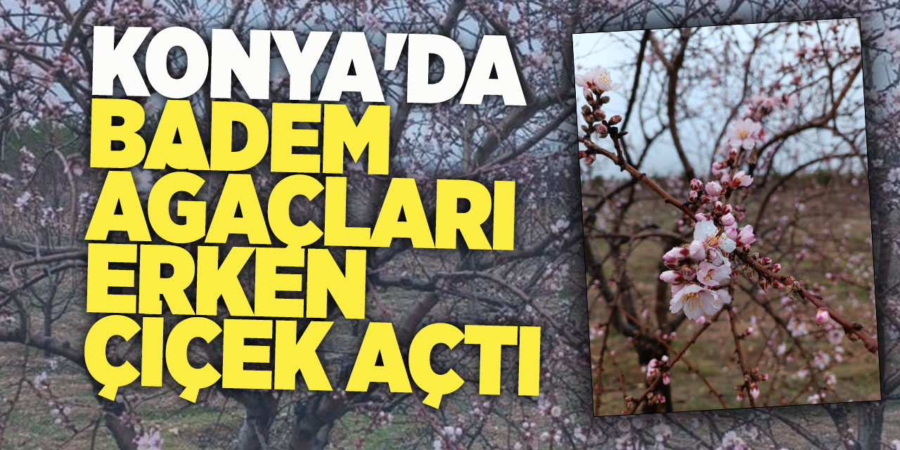 Konya'da Badem Ağaçları Erken Çiçek Açtı