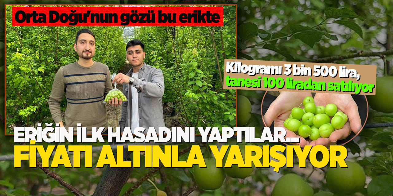 Eriğin ilk hasadını yaptılar...Fiyatı altınla yarışıyor