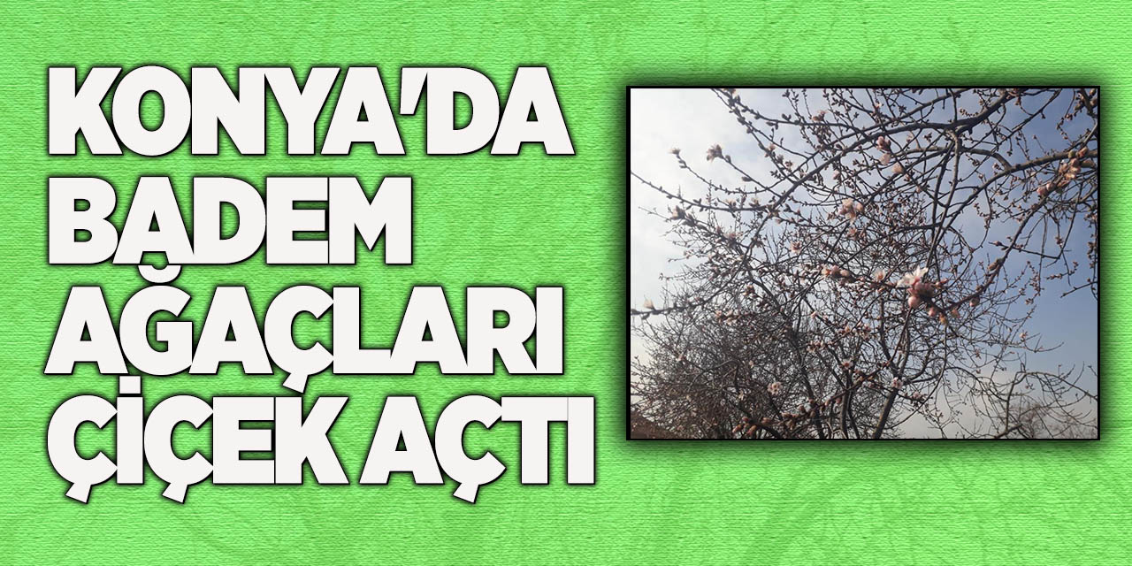 Konya'da badem ağaçları çiçek açtı