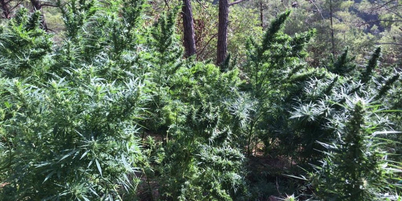 Hatay'da 105 bin kök skunk ve 25 kilo 500 gram esrar ele geçirildi