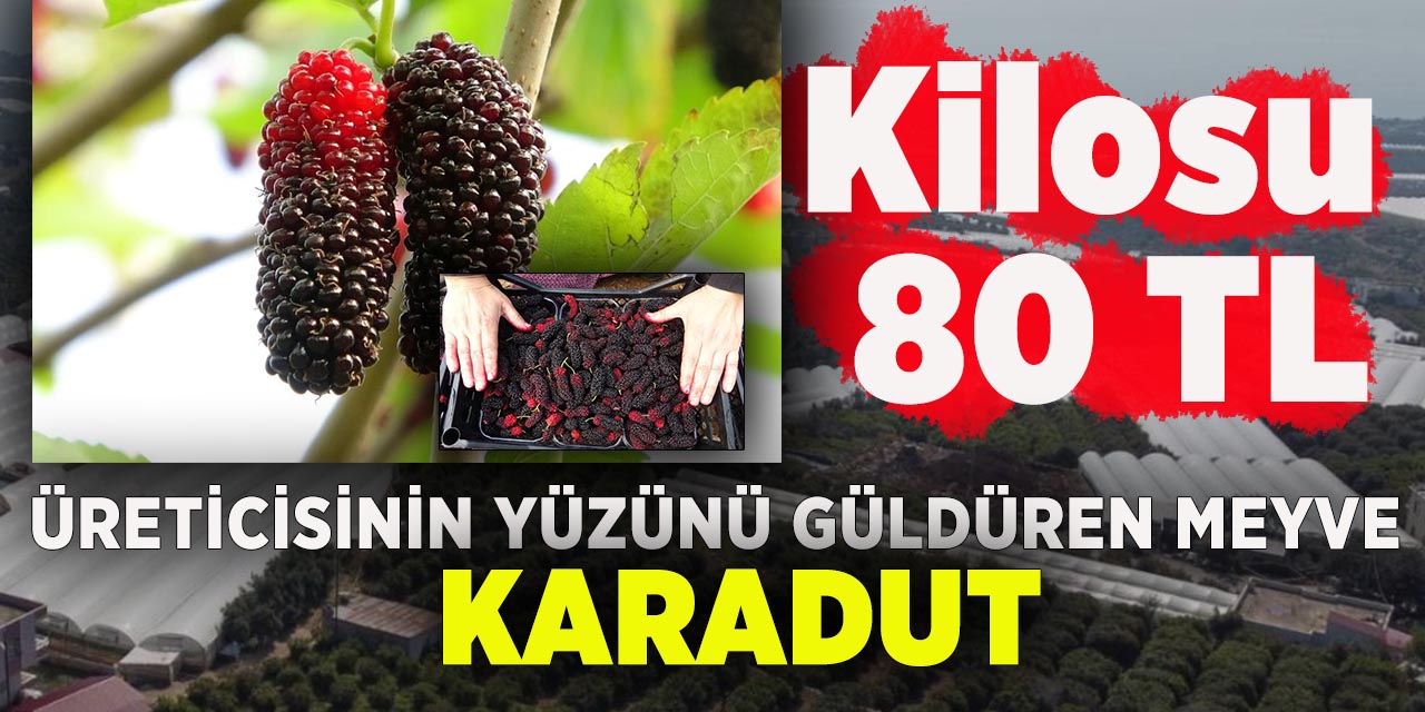 Üreticisinin yüzünü güldüren meyve "karadut"