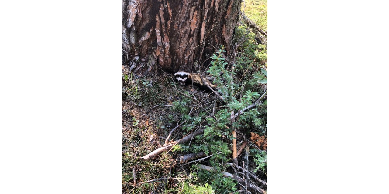 Bolu'da alaca sansar görüldü