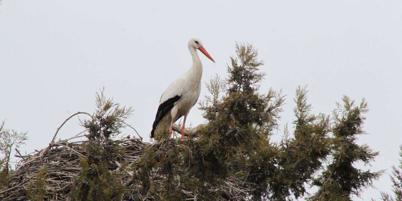 Bahar geldi, ardıç ağaçları leyleklerle şenlendi