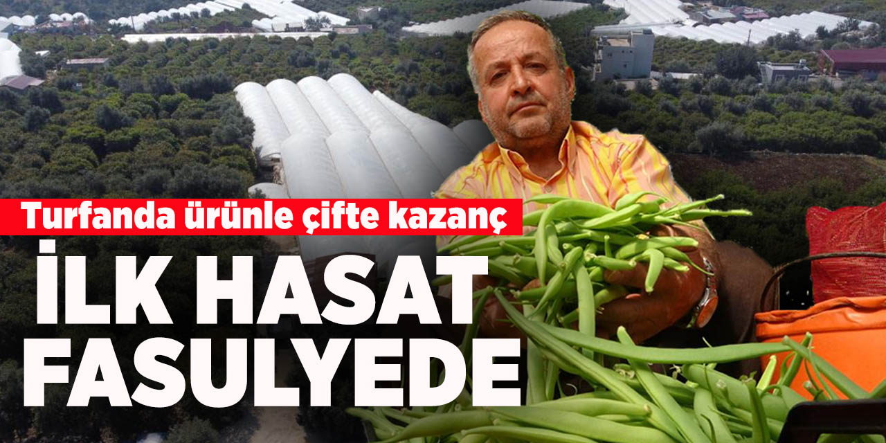 Turfanda ürünle çifte kazanç: İlk hasat fasulyede