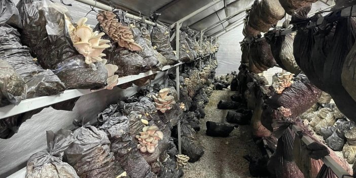 Beyşehirli üreticinin gözdesi mantar oldu!  Üretimin yaygınlaştırılması hedefleniyor