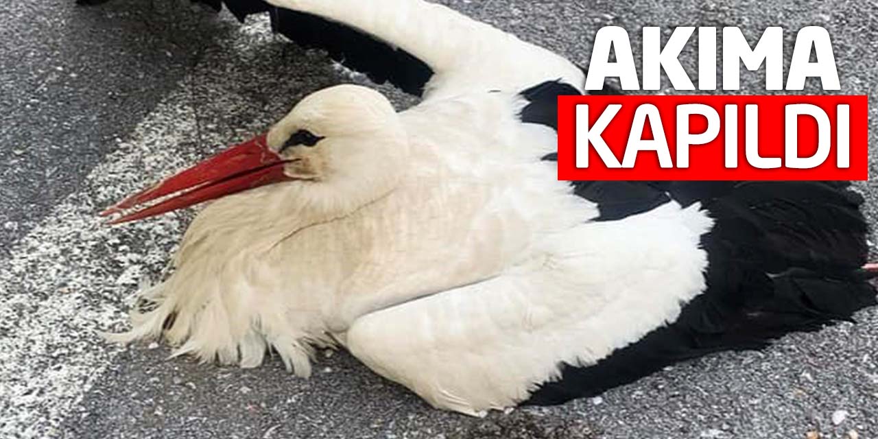 Konya'daki o ilçede bir leylek akıma kapıldı