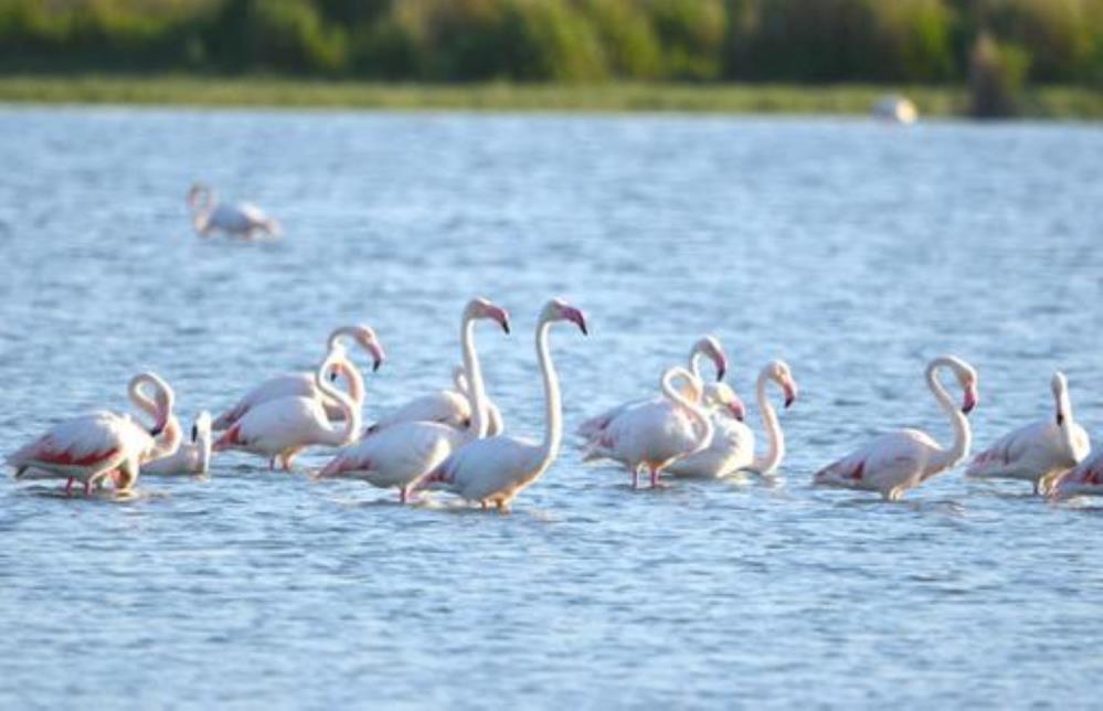 Bu flamingolar Konya'da! Görenler hayran kalıyor