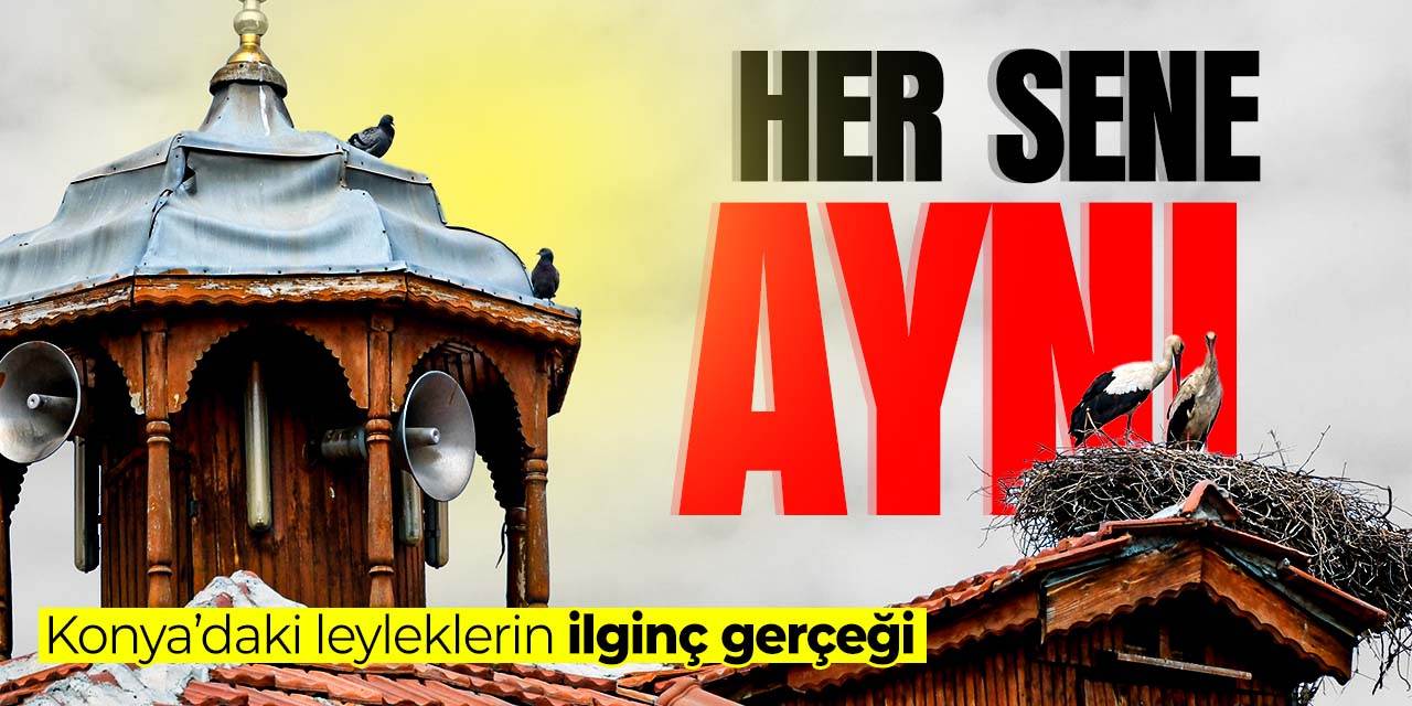 Konya'daki leyleklerin ilginç gerçeği! Her yıl aynı...