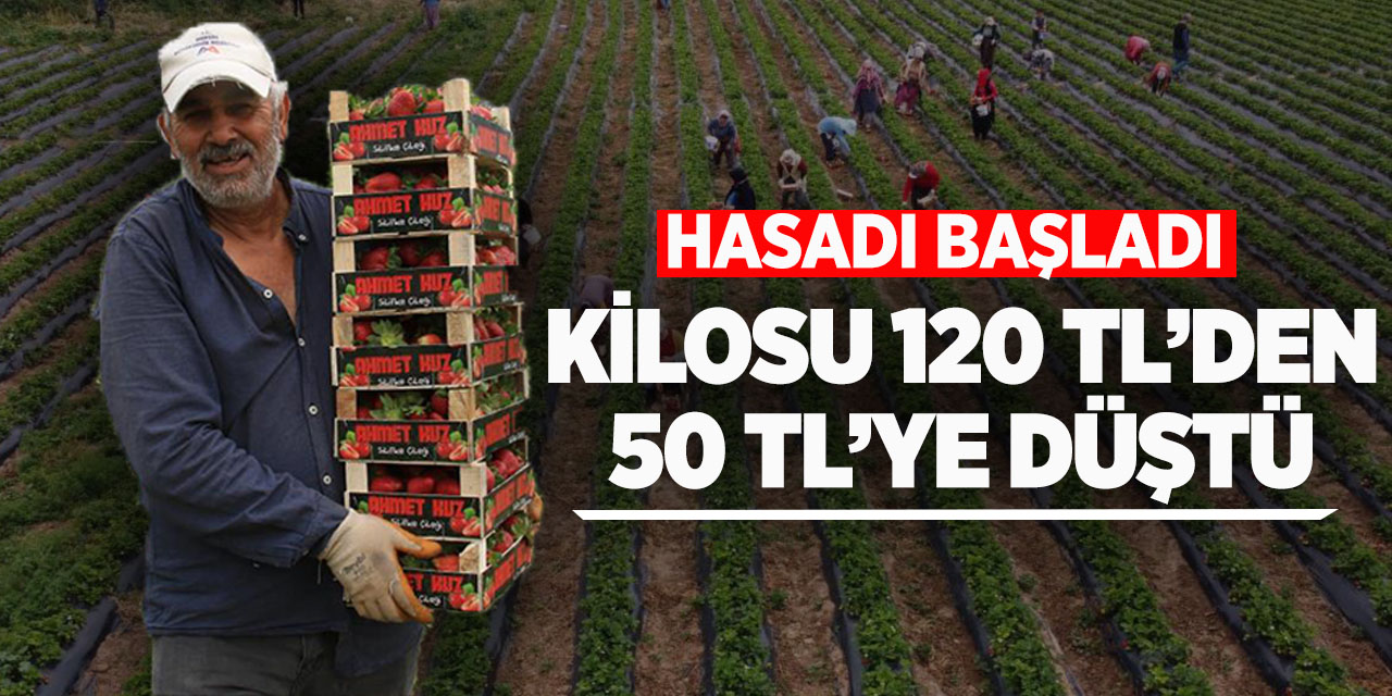 Kilosu 50 TL'ye kadar düştü: Çilekte açıkta hasat zamanı