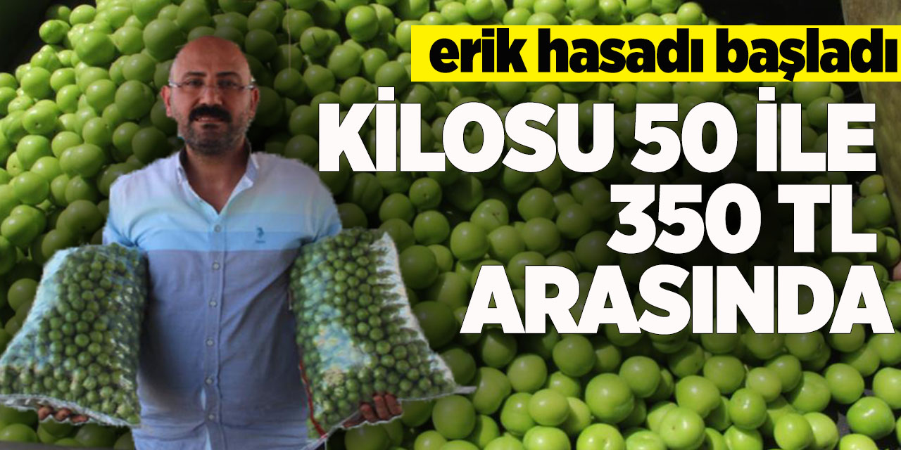 Kilosu 50 ile 350 TL arasında: Mersin’de açıkta erik hasadı başladı