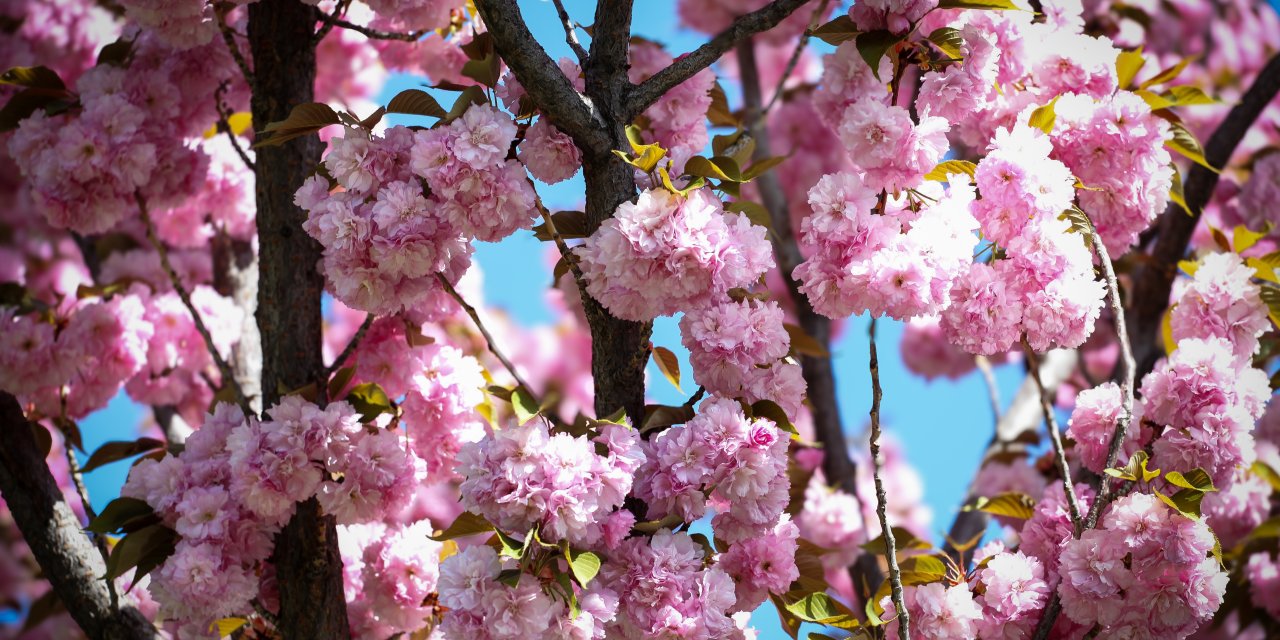 Japonya değil Konya! Konya'da ki sakura ağaçları çiçek açtı! Görenleri hayran bıraktı
