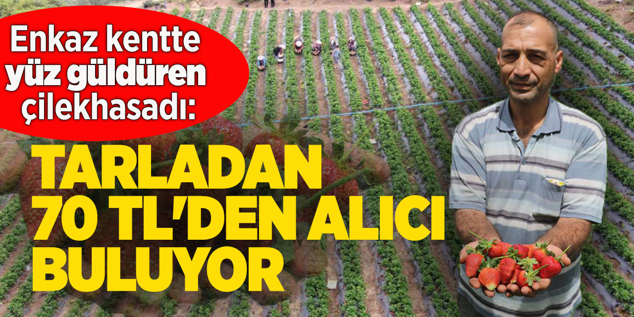 Enkaz kentte yüz güldüren çilek hasadı