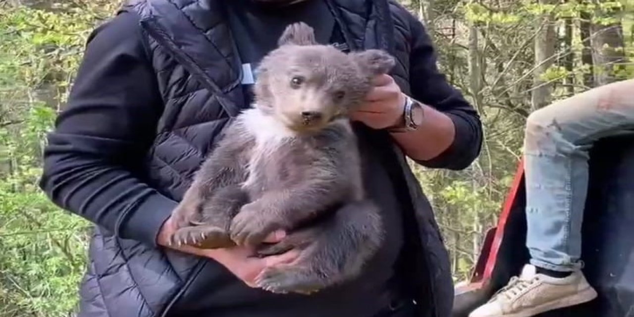 Ormandan şehre indi! Maskot oldu