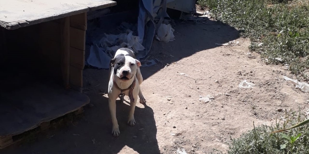 Konya'da pitbull besleyen kişiye 14 bin 982 lira para cezası kesildi