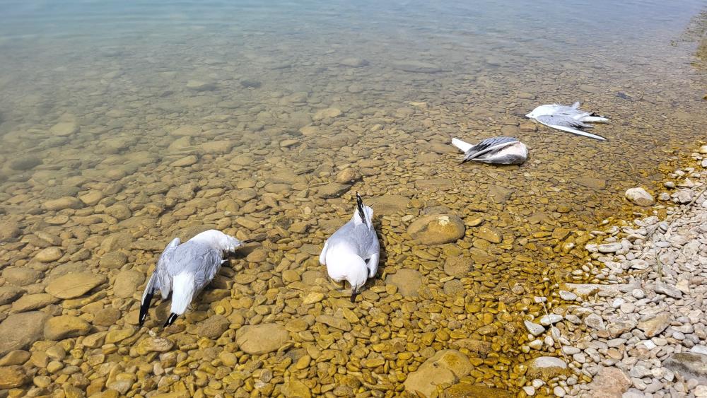 Korkutan görüntü! Onlarca martı ölü halde bulundu