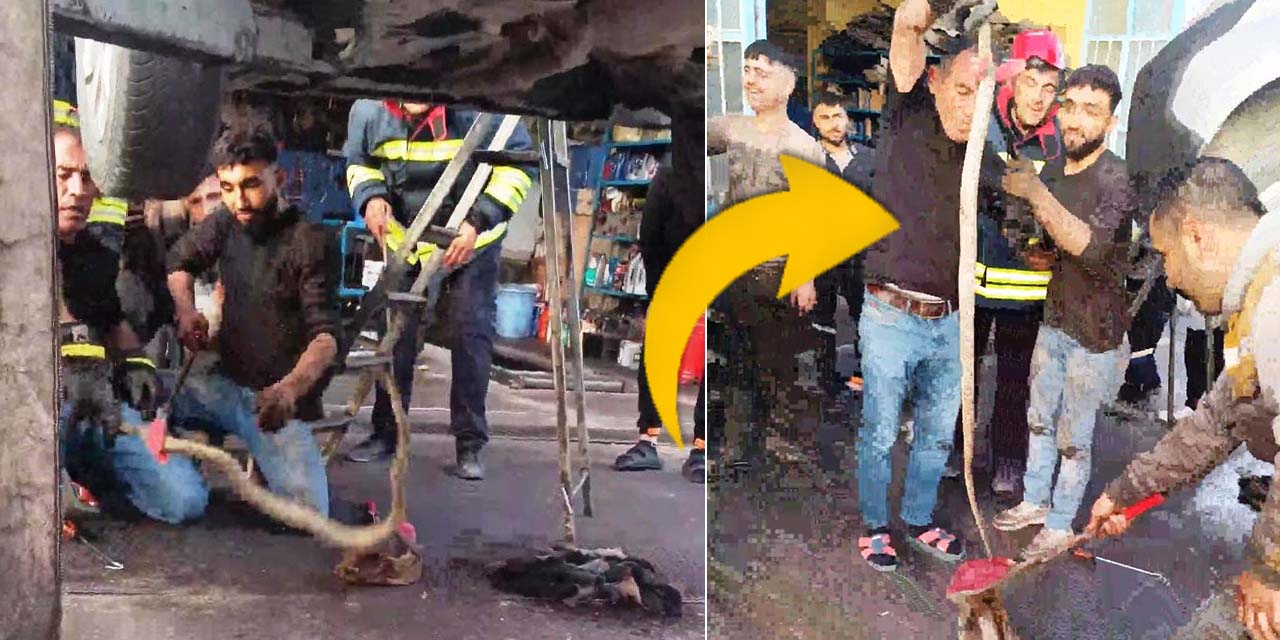 Konya'da şok eden olay! Aracın içinden yılan çıktı