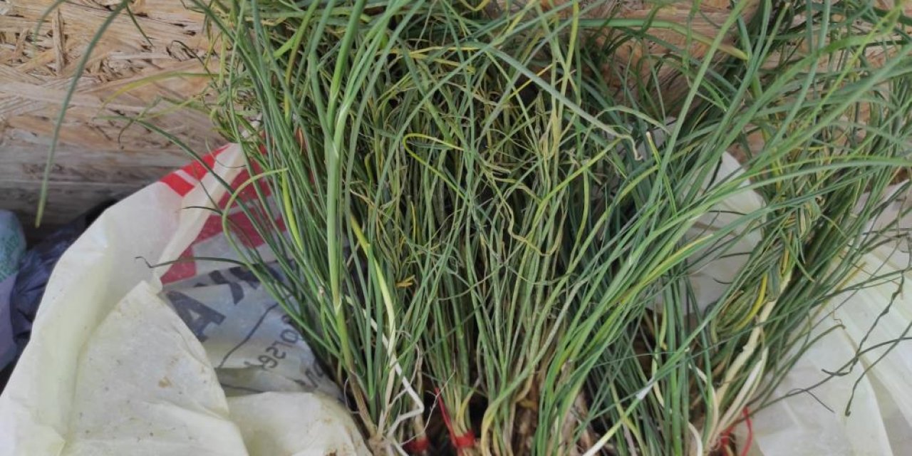 Bu otun fiyatını gören bir daha bakıyor! "Çok şifalı"