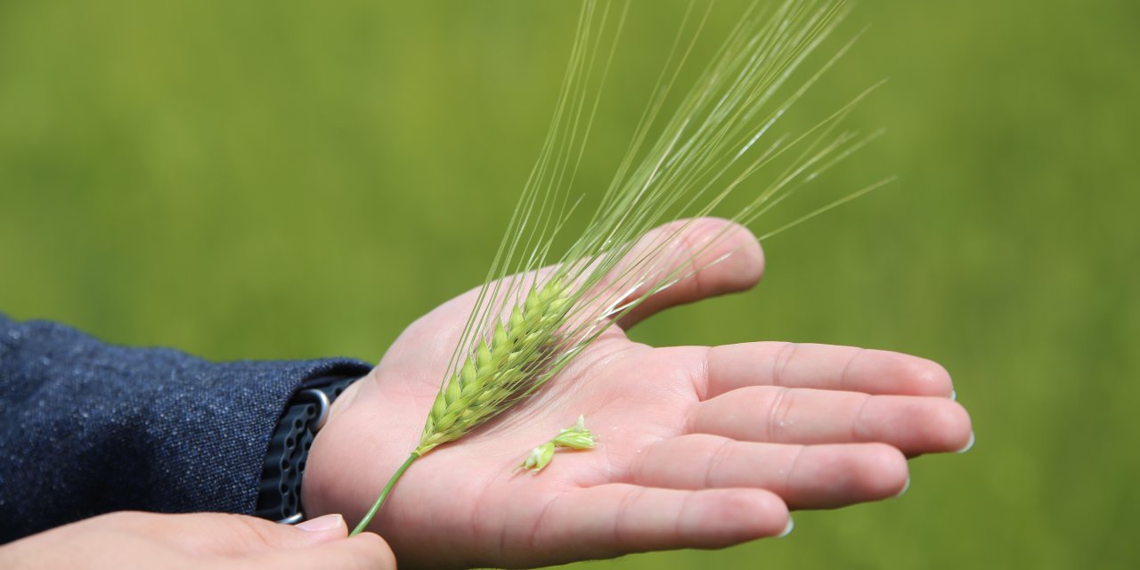 Konya ovasında yağış beklentisi sürüyor! Kıraç bölgelerde bitkiler streste: Rekolte düşebilir
