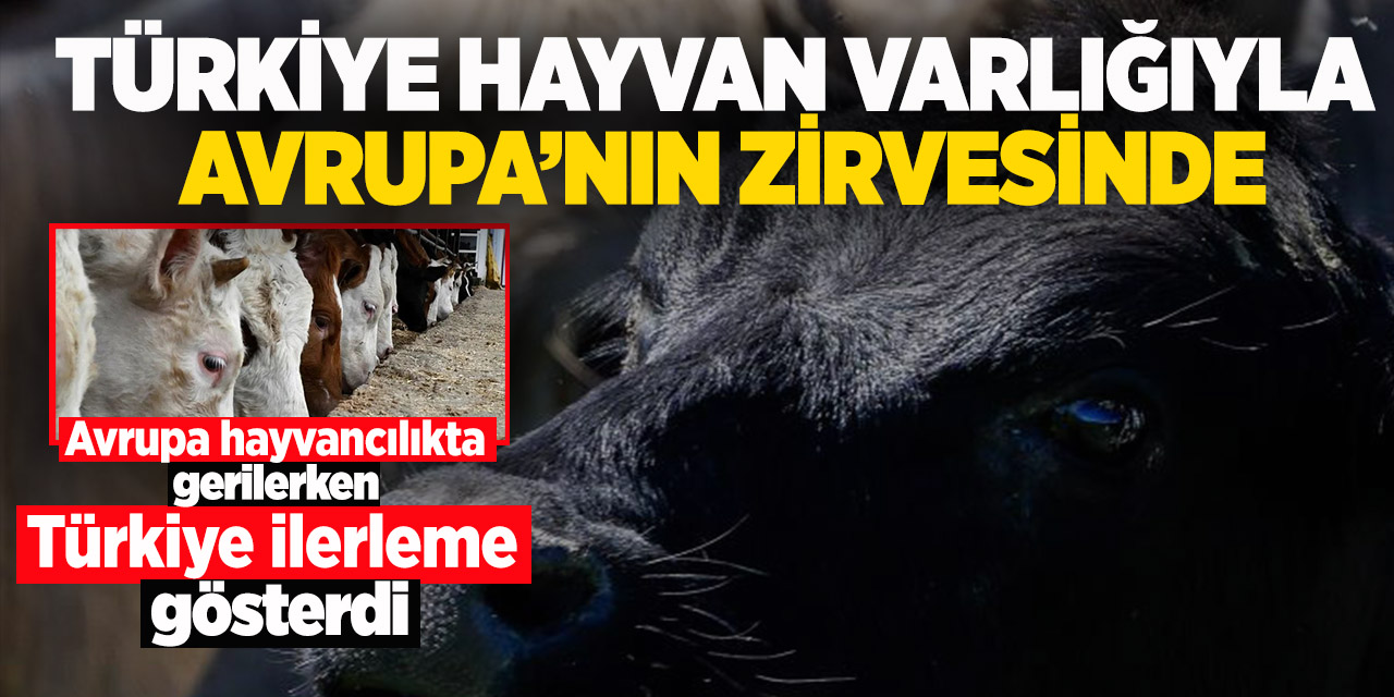 Türkiye hayvan varlığıyla Avrupa’nın zirvesinde