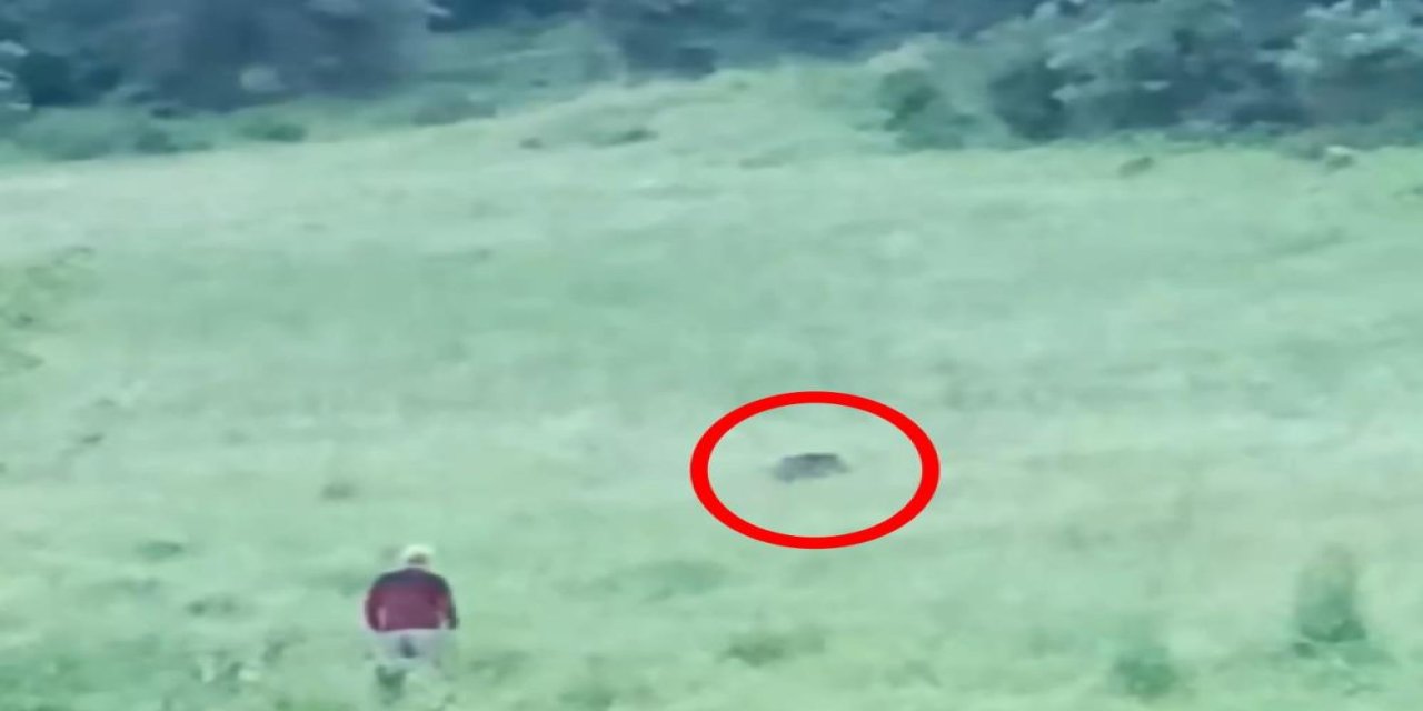 Bursa'da korkutan anlar! Domuzlar şehre indi